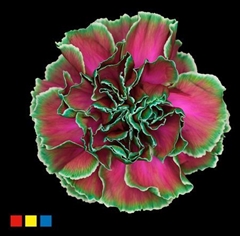 Dianthus St Happy Cherries