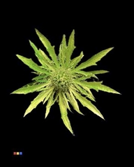 Eryngium Metallic Olive