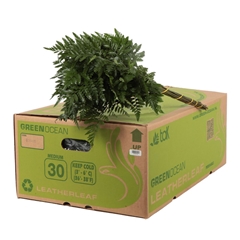 Leatherleaf 45cm