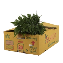 Leatherleaf 35cm