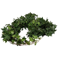 Hedera H Blad 80cm