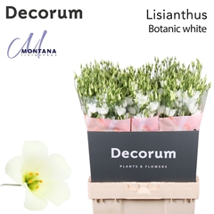 Eus E Botan White 70cm