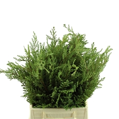 Chama La Ellwoodi Bs 40cm