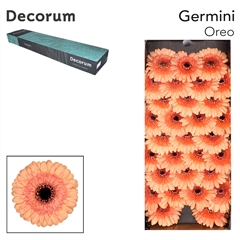 Germini Oreo 45cm 7cm Ø
