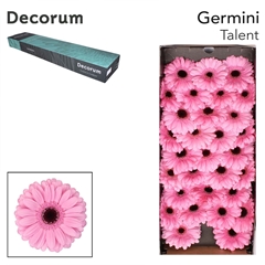 Germini Talent 45cm 7cm Ø