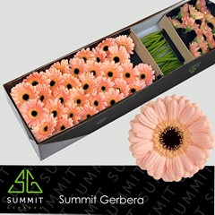 Germini Espresso 45cm 7cm Ø