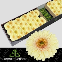 Germini Romily 45cm 7cm Ø