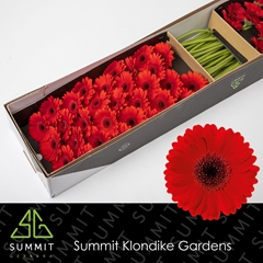 Germini Suri 45cm 7cm Ø