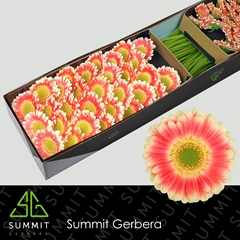 Germini Tompouce 45cm 7cm Ø