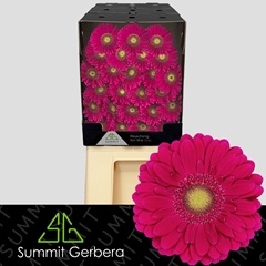 Germini Vivian 45cm 7cm Ø
