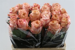 R Gr Princess Crown 50cm