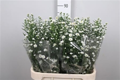 Ast Monte Casino Imp 85cm 35gram