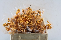 Ilex Golden Verboom 35cm