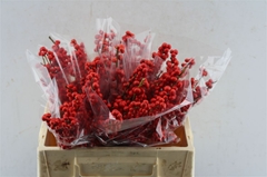 Ilex Vert (RODE Bes) 35cm