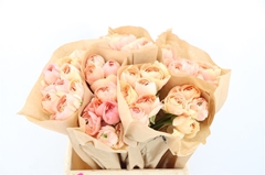 Ran Aazur Champagne 45cm