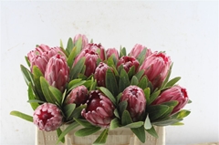 Protea Lancelot 30cm
