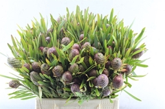 Leucad Coniferum 40cm