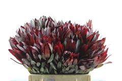 Leucad Safari Sunset 40cm