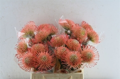 Leuco Ayoba Pink 40cm