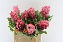 Protea Red Rex 40cm