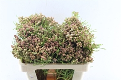 Berzelia Lanuginosa 50cm