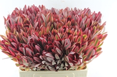 Leucad Jester 60cm