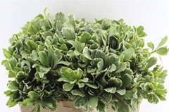 Pittosporum Ilan 60cm
