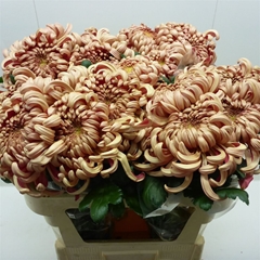 Chr G Vienna Copper 75cm 110gram