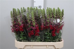 Antir Potomac Red 80cm