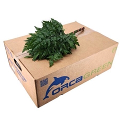 Leatherleaf 35cm