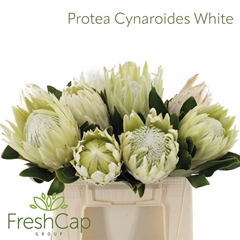 Protea Cy Full Moon 40cm