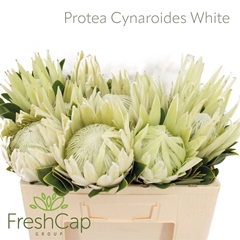 Protea Cy Full Moon 50cm