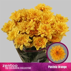 Chr T Pastela Orange