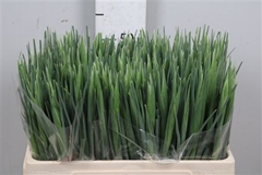 Iris Blue Magic 58cm 36gram