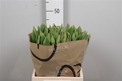 Tu En Strong Fire 42cm 41gram 12