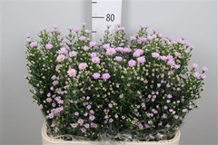 Ast Claudia 80cm 40gram