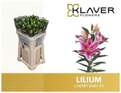 Li Or Cherry Baby 80cm 45+