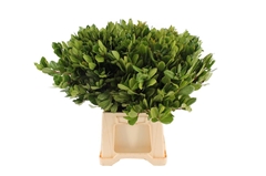 Arbutus Unedo P Bunch 55cm