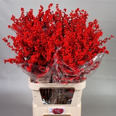 Ilex Ve Rode Bes 100cm