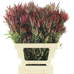 Leucad C Blush Pearl 60cm