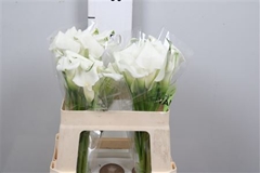 Zant Crystal Blush 55cm