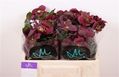 Hell Classic One 35cm