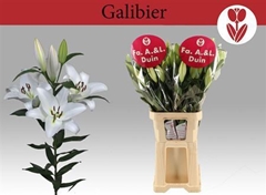 Li Ot Galibier 100cm 31+