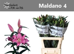 Li Or Maldano 95cm 40+