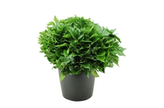 Hedera Other P Bs 70cm 300gram