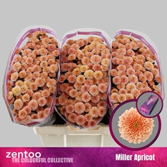 Chr S Miller Apricot 55cm 110g