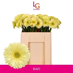 Germini Rafi 50cm