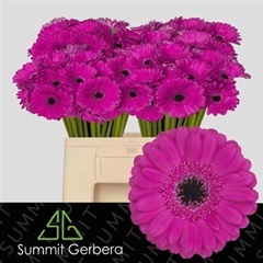 Germini Anna 50cm 7cm Ø