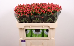 Hyp Tomato Flair