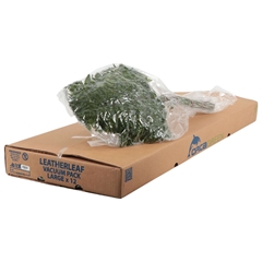Leatherleaf 50cm
